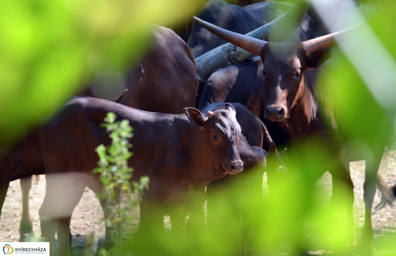 Új jövevény az Állatparkban