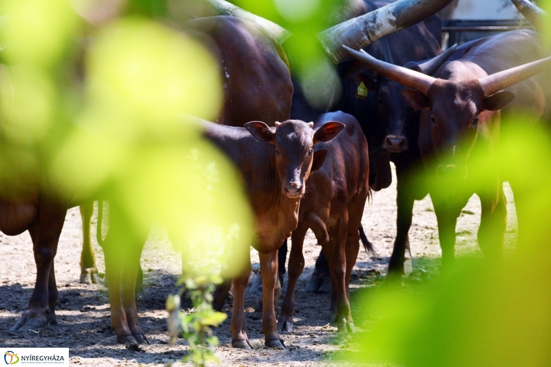 Új jövevény az Állatparkban
