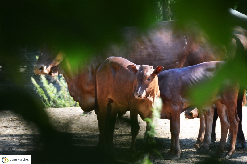Új jövevény az Állatparkban