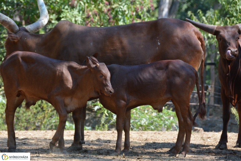 Új jövevény az Állatparkban