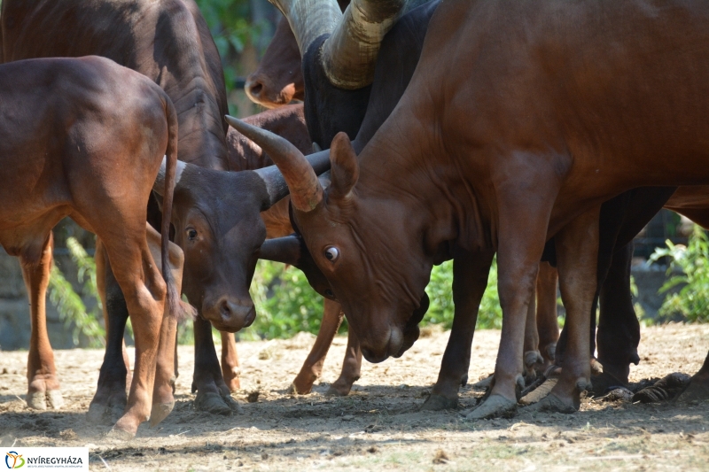 Új jövevény az Állatparkban