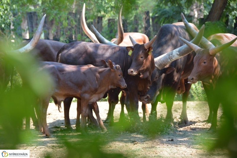 Új jövevény az Állatparkban