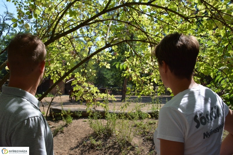 Új jövevény az Állatparkban