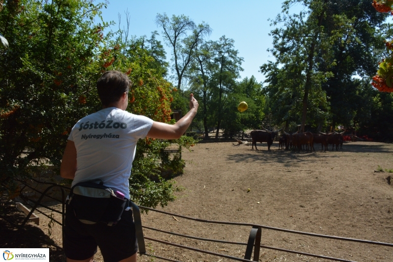 Új jövevény az Állatparkban