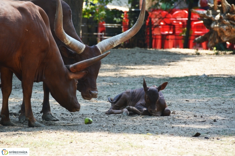 Új jövevény az Állatparkban