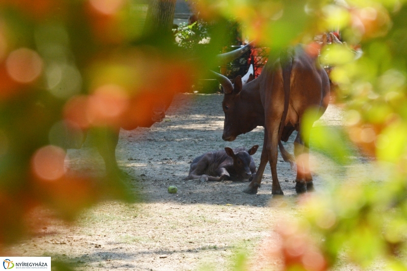 Új jövevény az Állatparkban