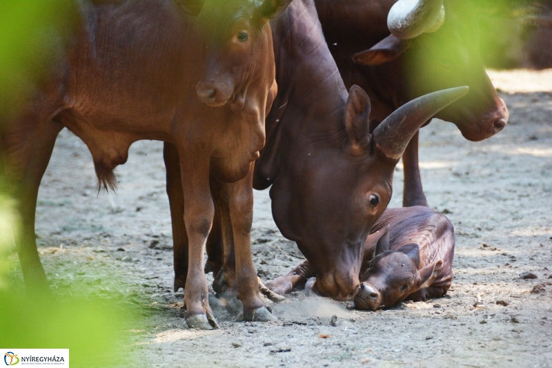 Új jövevény az Állatparkban