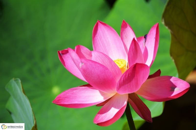 Virágzik a lótusz az Állatparkban
