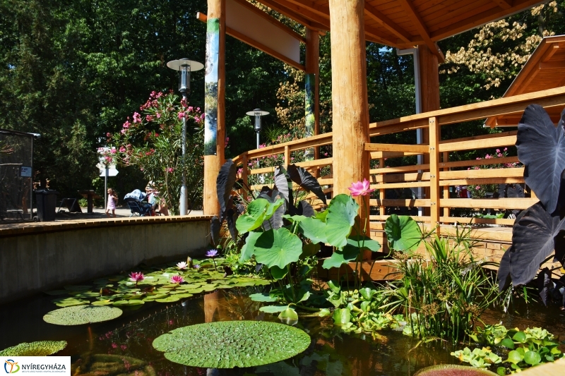 Virágzik a lótusz az Állatparkban