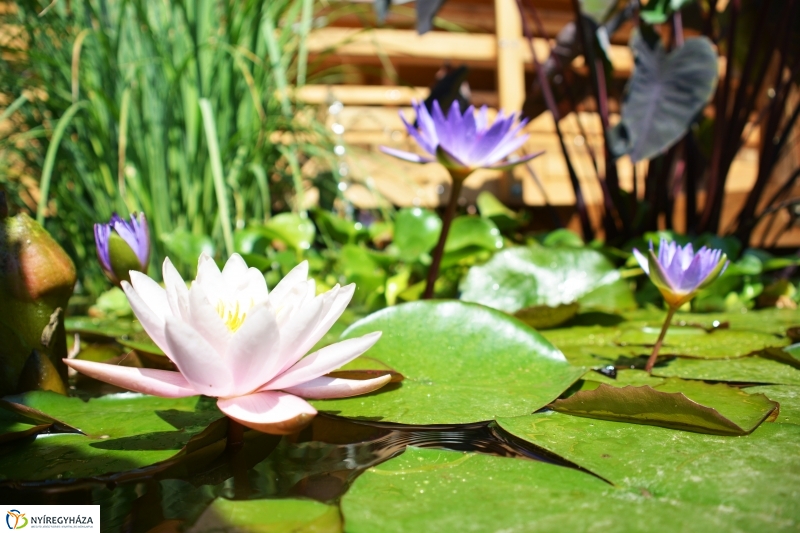 Virágzik a lótusz az Állatparkban
