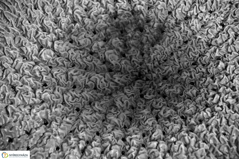 Virágzik a lótusz az Állatparkban