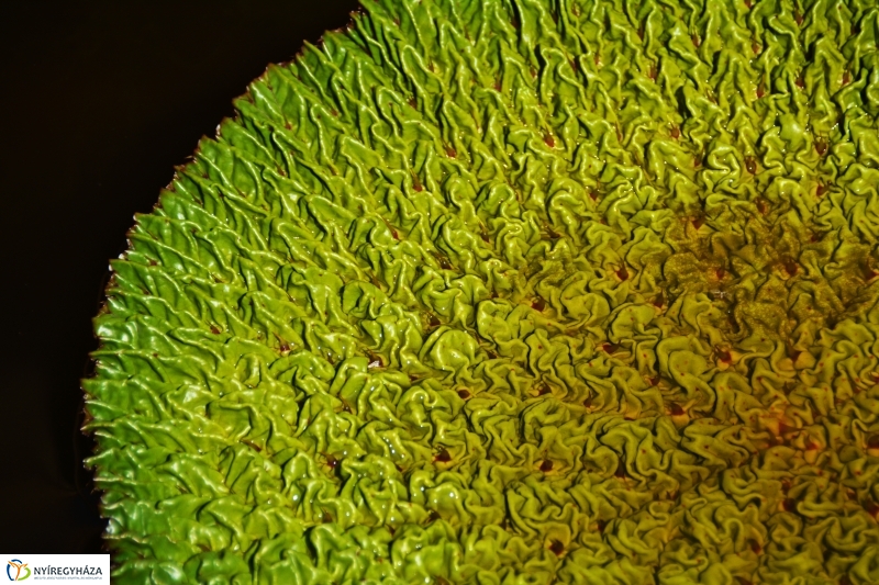 Virágzik a lótusz az Állatparkban