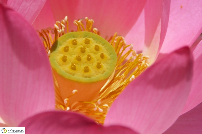 Virágzik a lótusz az Állatparkban