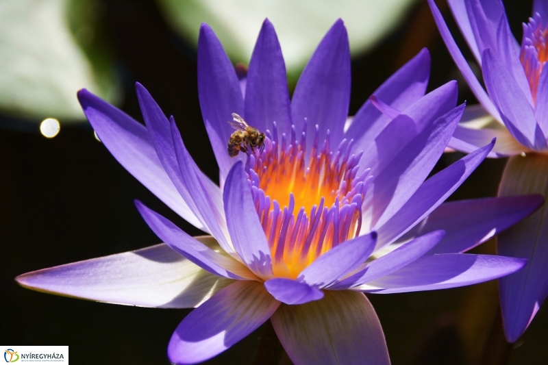 Virágzik a lótusz az Állatparkban