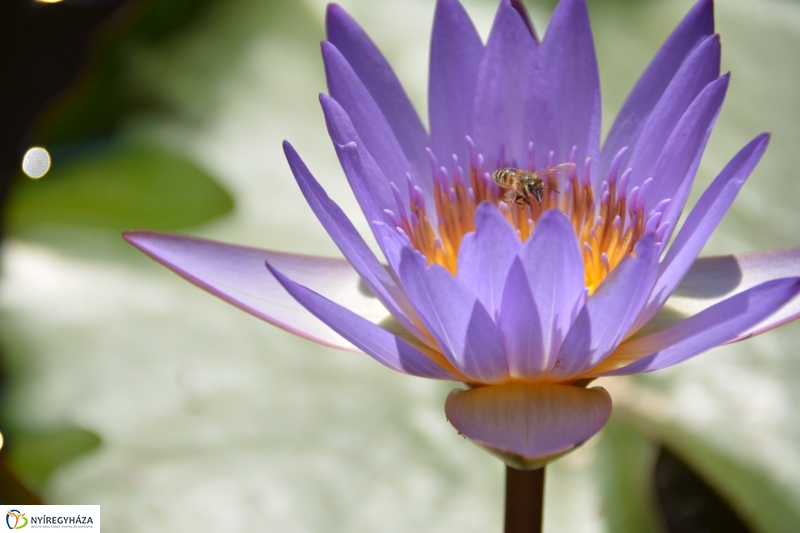 Virágzik a lótusz az Állatparkban