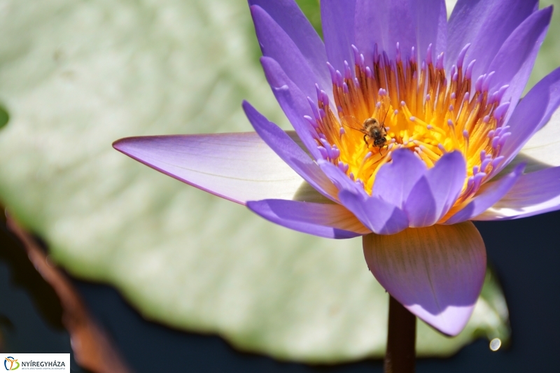 Virágzik a lótusz az Állatparkban