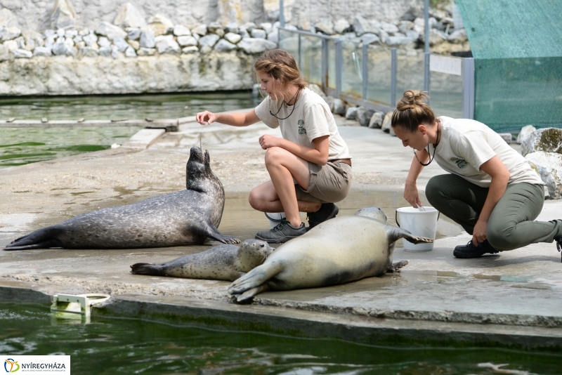 Nevet kapott a borjúfóka bébi