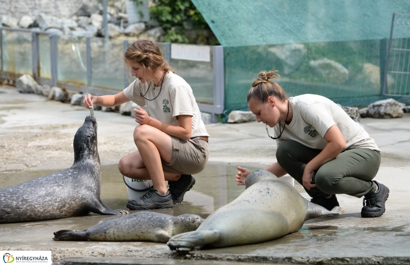Nevet kapott a borjúfóka bébi