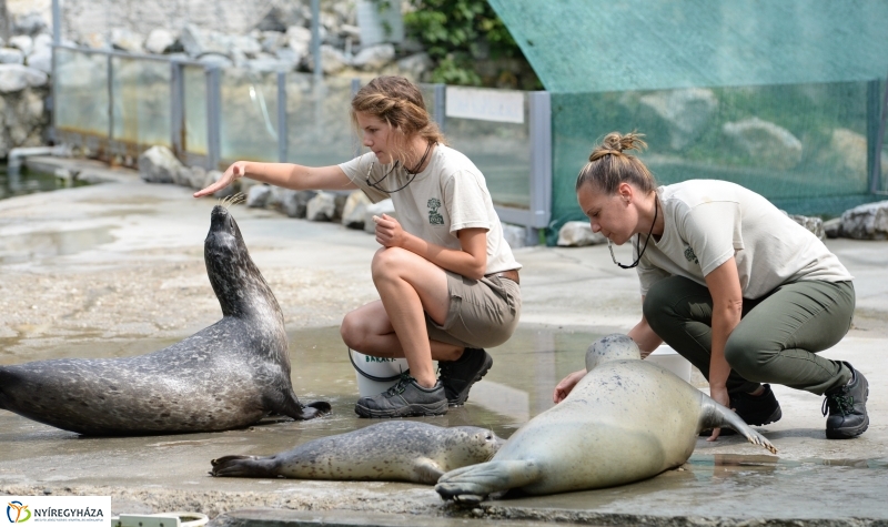 Nevet kapott a borjúfóka bébi