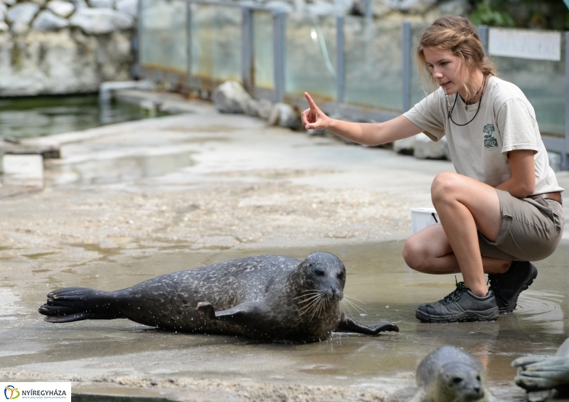 Nevet kapott a borjúfóka bébi