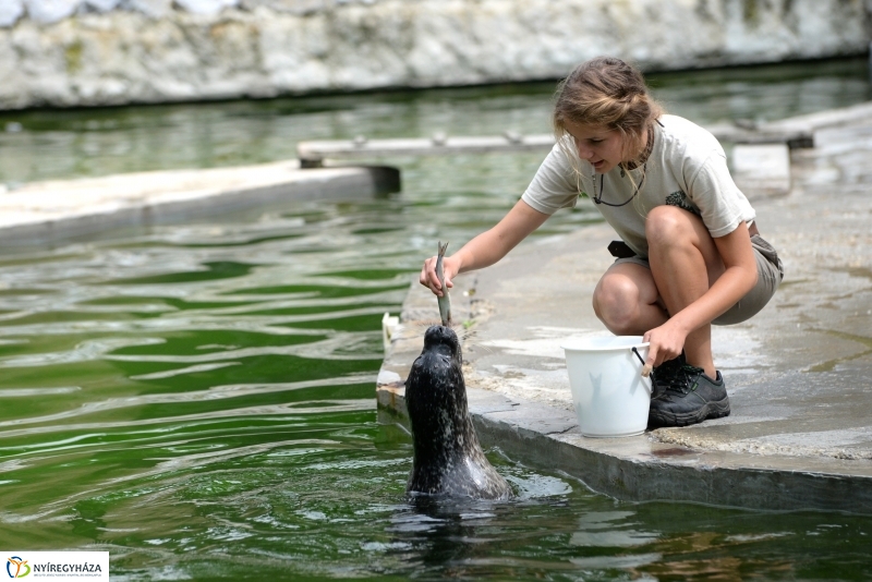 Nevet kapott a borjúfóka bébi