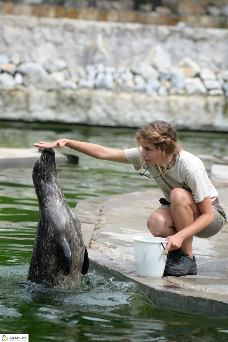 Nevet kapott a borjúfóka bébi