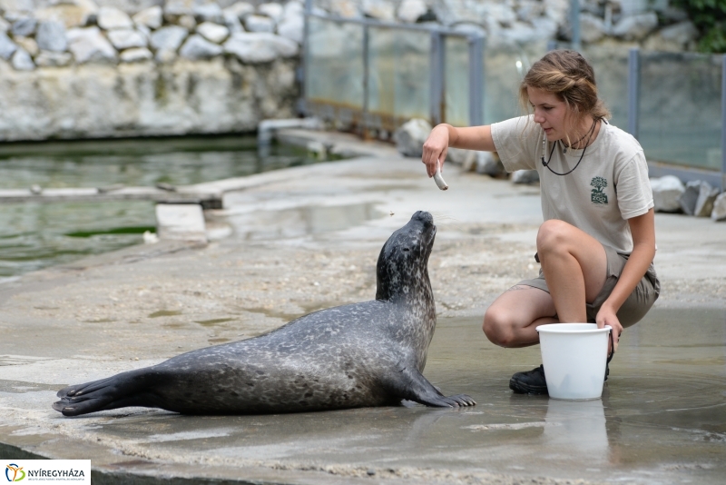 Nevet kapott a borjúfóka bébi