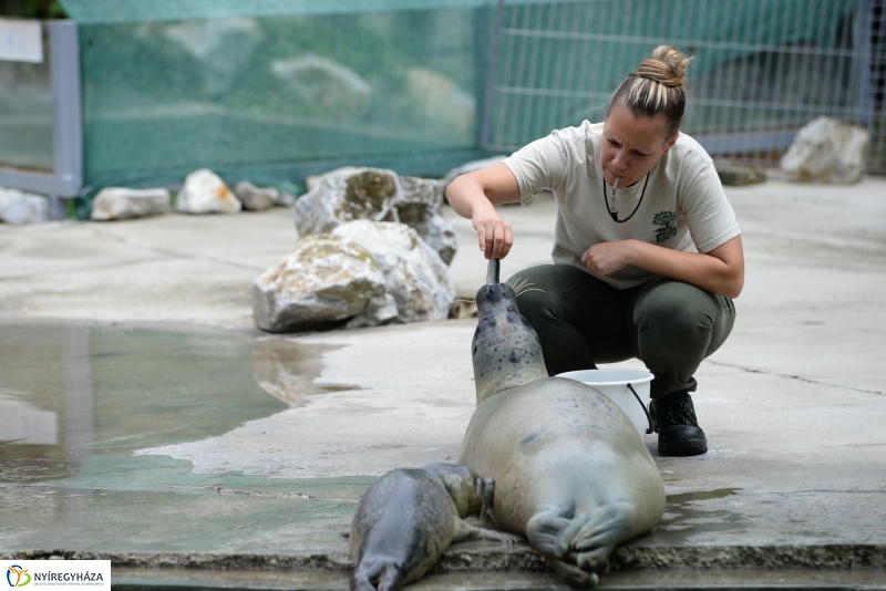 Nevet kapott a borjúfóka bébi