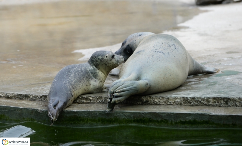 Nevet kapott a borjúfóka bébi