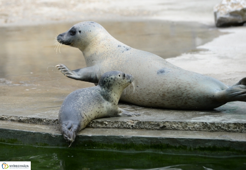 Nevet kapott a borjúfóka bébi
