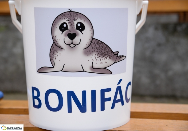 Nevet kapott a borjúfóka bébi