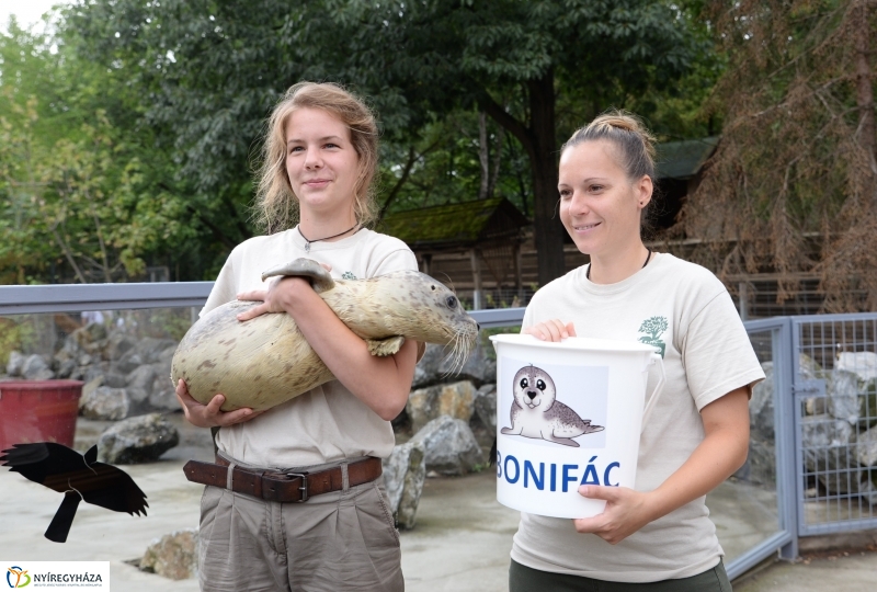 Nevet kapott a borjúfóka bébi