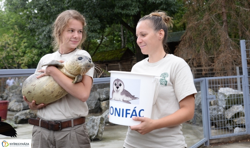 Nevet kapott a borjúfóka bébi