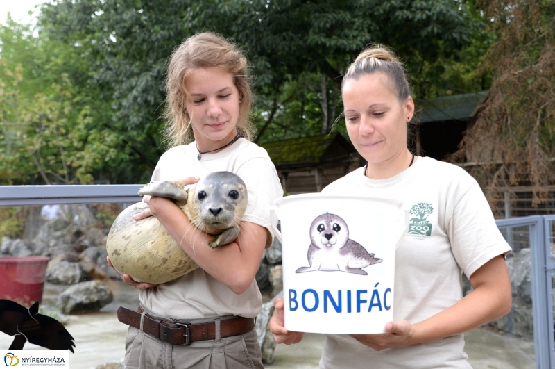 Nevet kapott a borjúfóka bébi