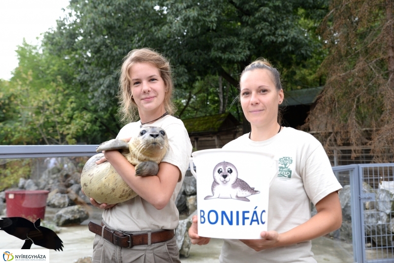 Nevet kapott a borjúfóka bébi