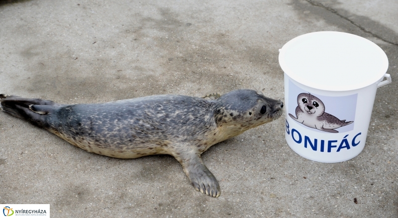 Nevet kapott a borjúfóka bébi