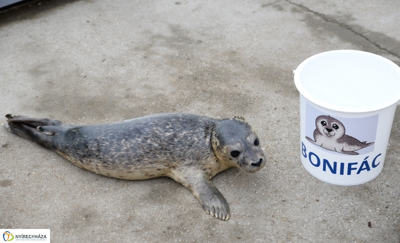 Nevet kapott a borjúfóka bébi