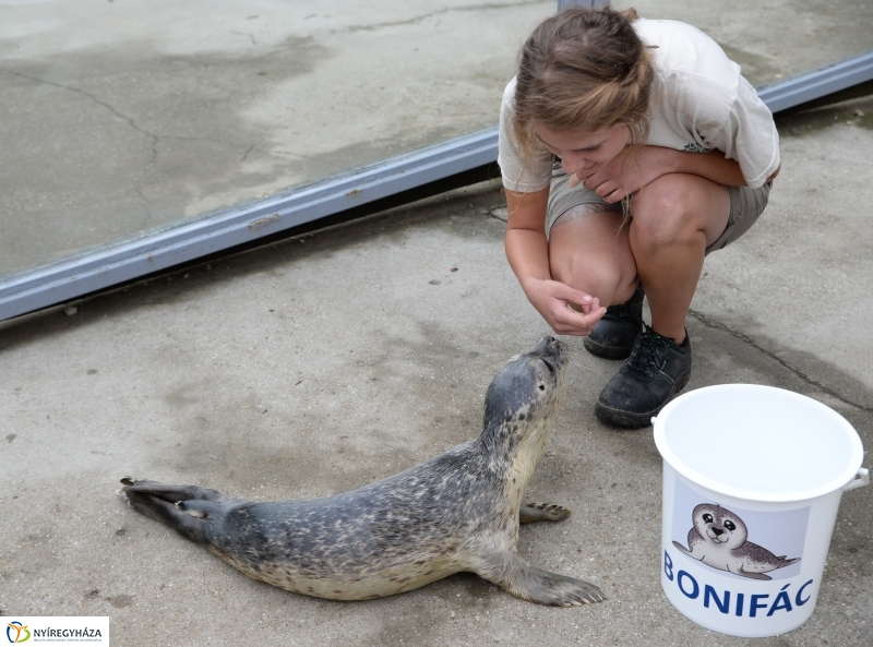 Nevet kapott a borjúfóka bébi
