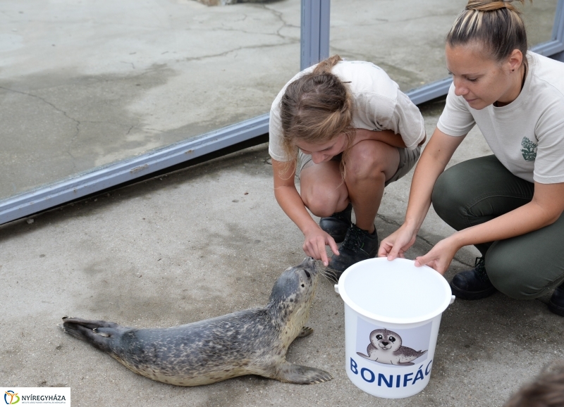 Nevet kapott a borjúfóka bébi