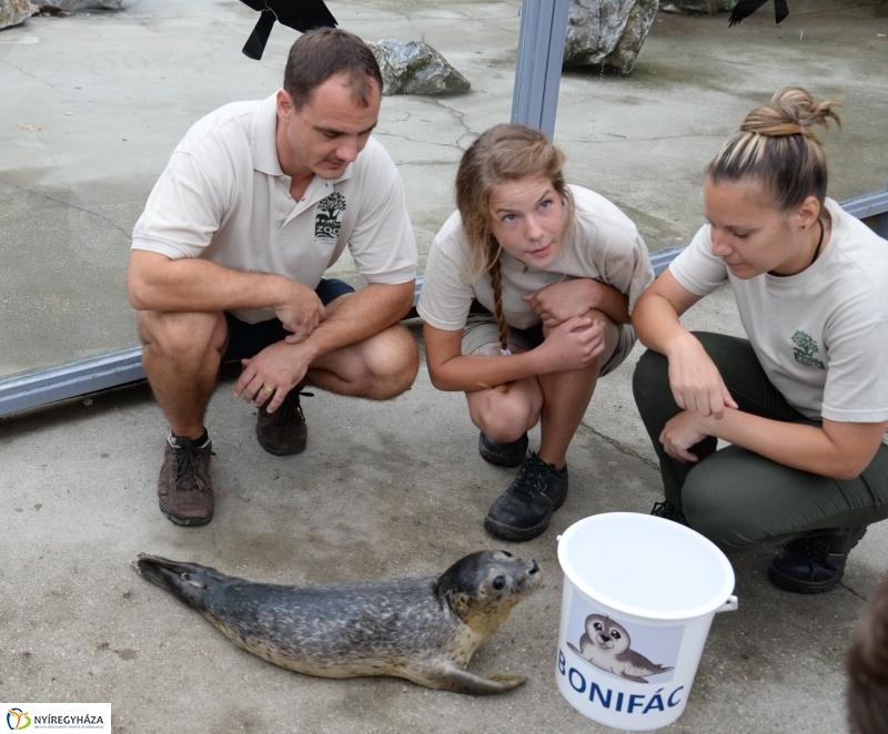 Nevet kapott a borjúfóka bébi