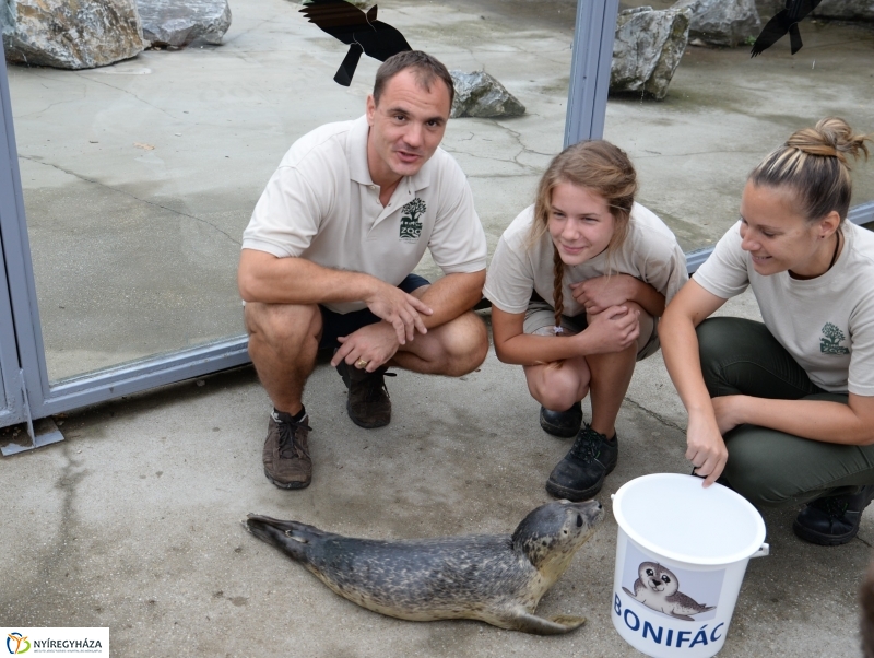 Nevet kapott a borjúfóka bébi