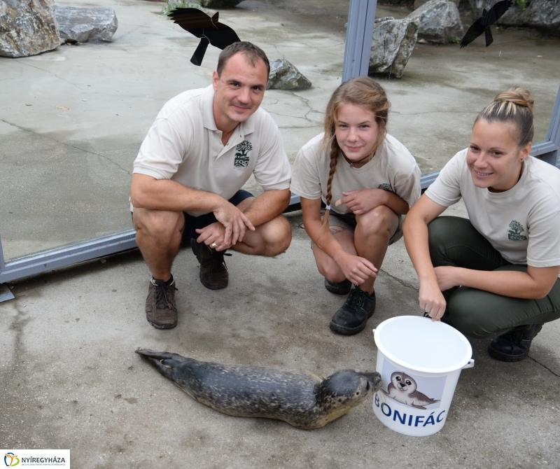 Nevet kapott a borjúfóka bébi