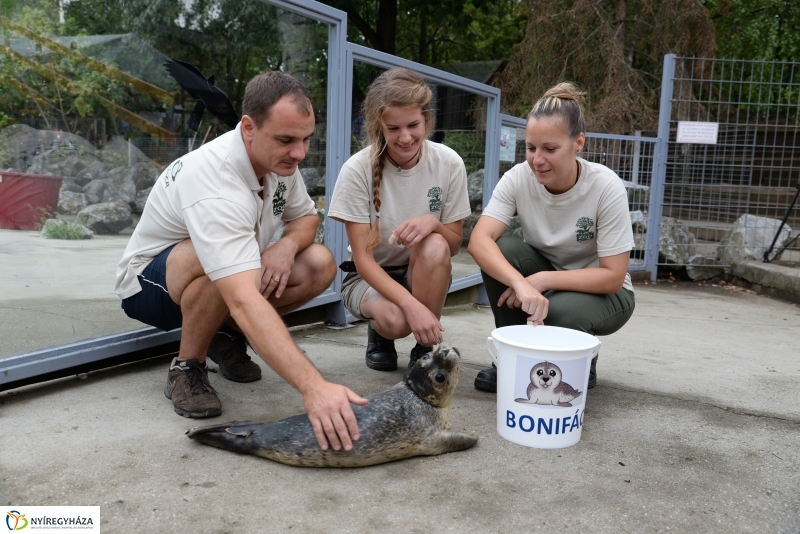 Nevet kapott a borjúfóka bébi