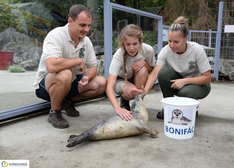 Nevet kapott a borjúfóka bébi
