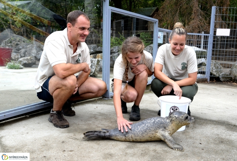 Nevet kapott a borjúfóka bébi