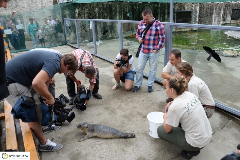 Nevet kapott a borjúfóka bébi