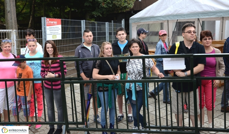 Nevet kapott a borjúfóka bébi