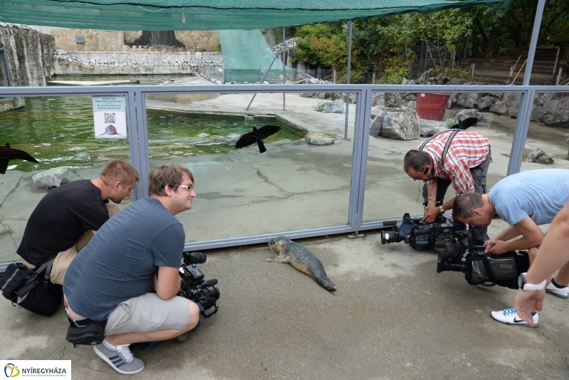 Nevet kapott a borjúfóka bébi