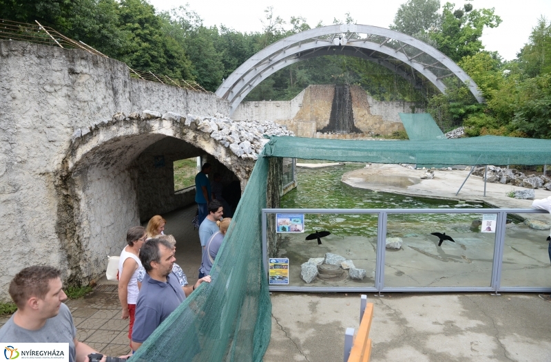 Nevet kapott a borjúfóka bébi