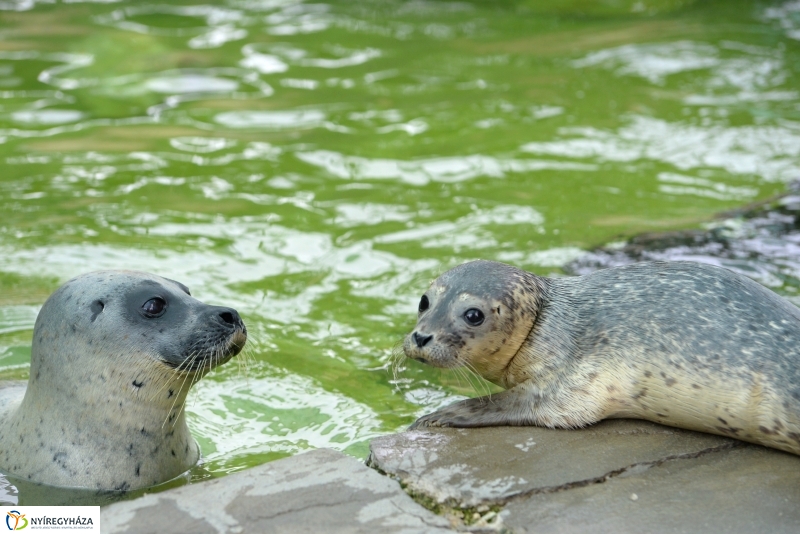 Nevet kapott a borjúfóka bébi